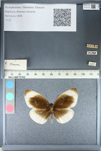 Media type: image;   Entomology 161131